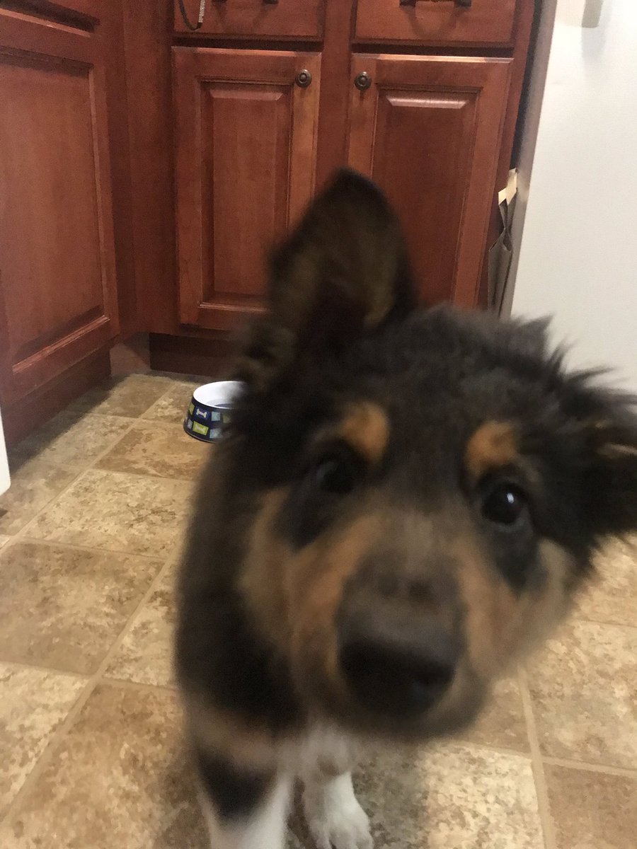 Milo81019797's tweet photo. When mom has food in her hand and I want it https://t.co/F9olIsQG6J