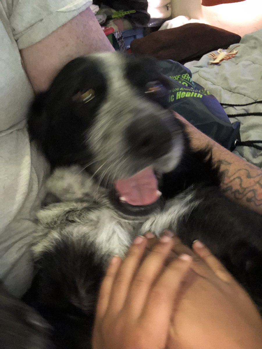 shaddy_shadow's tweet photo. Sup yo!! Living the good life!! #cattledog #dogsoftwitter #dog https://t.co/ttOE3STqWb