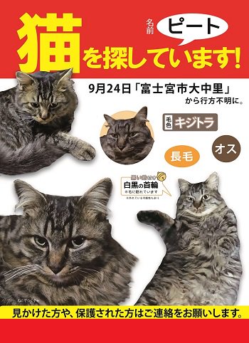 ねこてっくす 迷子猫 迷子犬 迷子鳥 迷子ペット チラシ制作 迷子猫 ピート君を探しています 9 24静岡県で迷子に キジトラの長毛の男の子 毛に隠れてほとんど見えませんが黒い鈴付きの白黒の首輪 迷子猫 迷い猫 飼い猫 迷子 キジトラ モフモフ