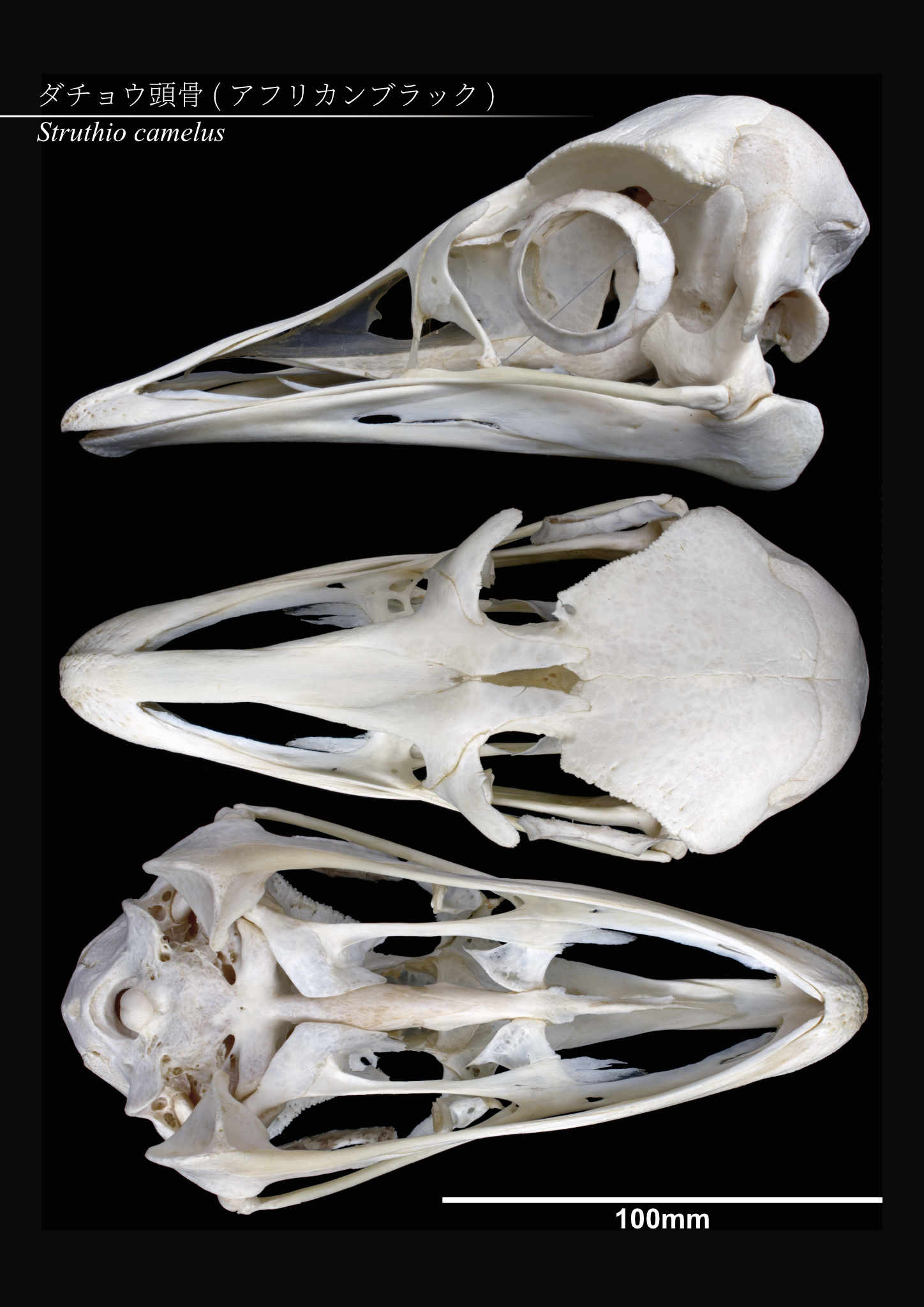 たぬケル 台風がなければ今頃エミュー頭のホネを取っていたはず 悔しいので去年のダチョウの頭骨を撮影