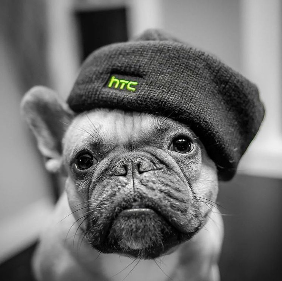 This Picture is Cute ! You all have a #lovely & #Blissful #Super #Sunday #TeamHTC #TeamElevate @htc @HTCelevate #HTC @HTCUSA @HTC_UK #HappyWeekend ✌️✅