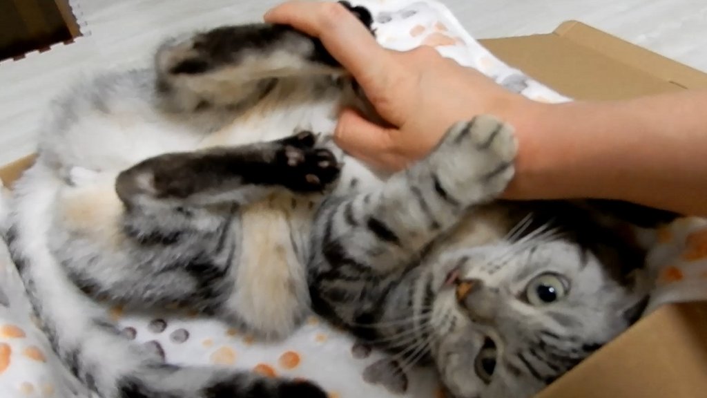 最も欲しかった あめ ちゃん 猫 動画 全国の画像のコレクション 最も欲しかった あめ ちゃん 猫 動画 全国の画像のコレクション