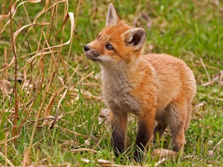 Лиса мальчик как называется. Имя лиса. Лиса. Лиса мальчик как называется. Бэйби фокс лиса.