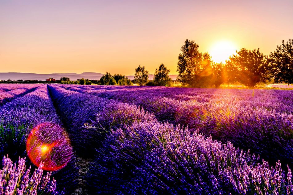 _Lavenderworld's tweet photo. Rise and shine! https://t.co/oCisYj8613