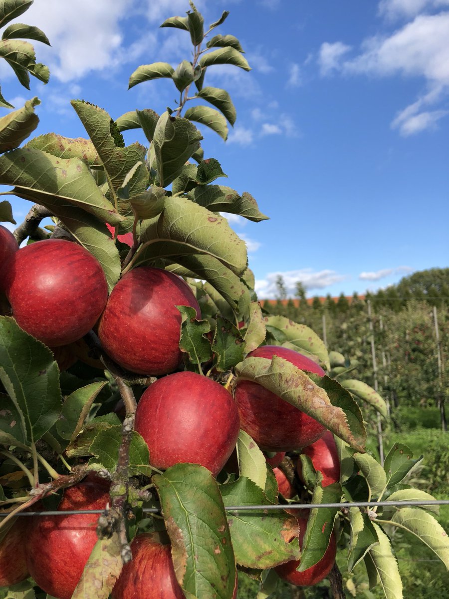 Er gaat niets boven Noordbroek! Dit weekend geplukte appels en peren van Fruitbedrijf Bosschaart vanaf dinsdag in de winkel!