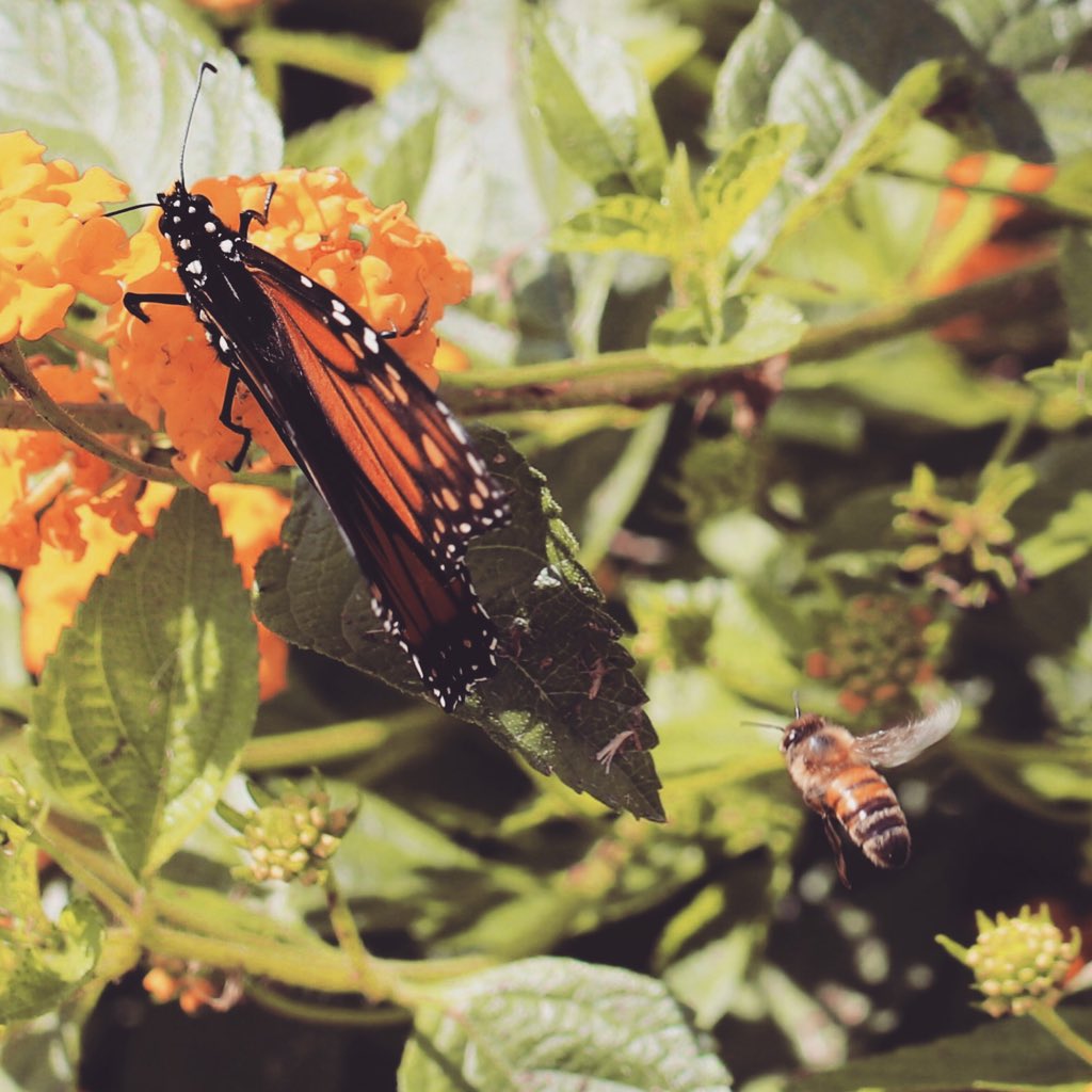 Nectar is getting scarce! This #honey #bee wants it all for her and her #sisters. #heythatsmyflower #monarch #butterflies #winteriscoming #beekeeping #naturephotography #macrophotography #beekeeper