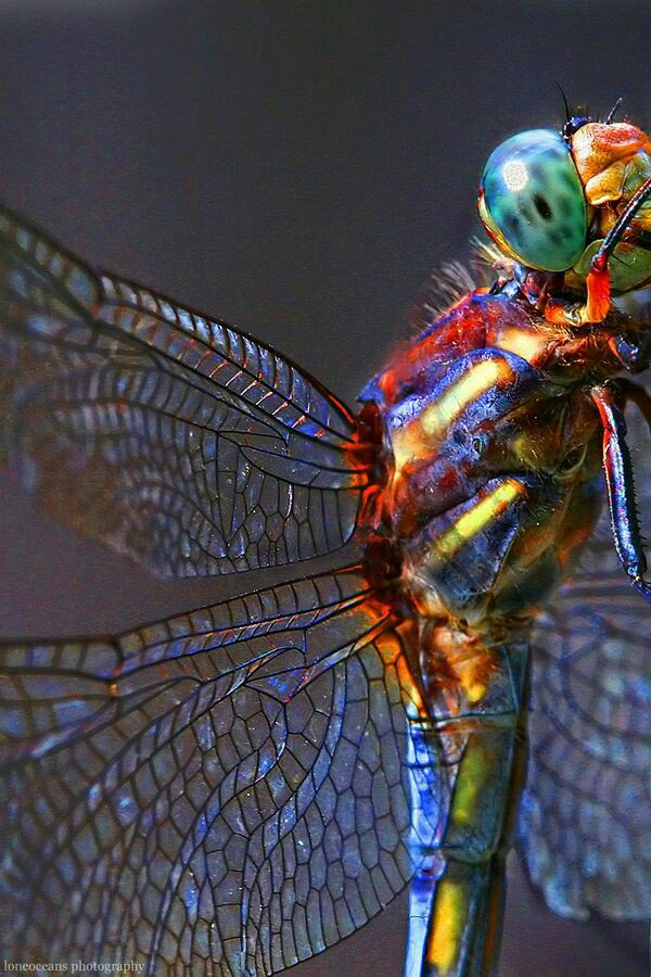 lornagai2's tweet photo. #Godcreatedthis #dragonfly
#naturephotography
RT@apreciousnature
Dragon Fly !!! https://t.co/BGhbDIP8AH
