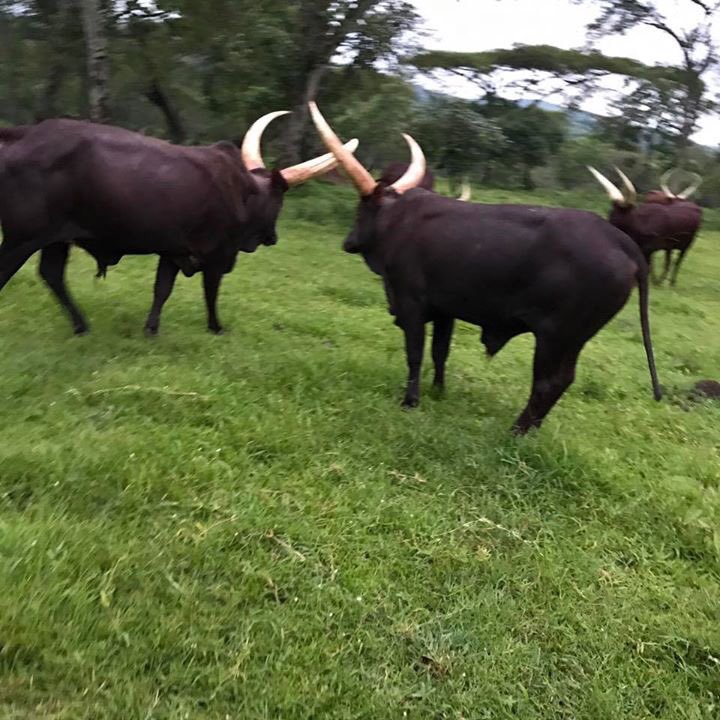 emburara's tweet photo. Mixing with the beautiful #AnkoleCows  #Milking #Grazing while enjoying the #Emburara savannah grasslands will be some of the #Farmoutdoor activities at #EmburaraFarmLodge . Advance bookings for mid November 2018 &amp; onwards are now open https://t.co/ozdbugErif Tel. +256776210872 https://t.co/Fj6BaiwP8A
