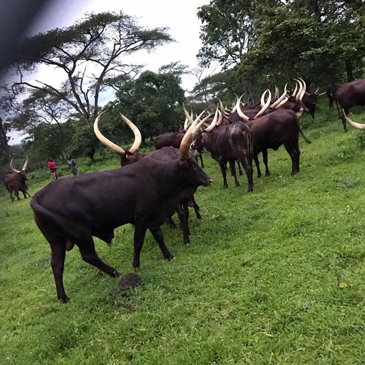 emburara's tweet photo. Mixing with the beautiful #AnkoleCows  #Milking #Grazing while enjoying the #Emburara savannah grasslands will be some of the #Farmoutdoor activities at #EmburaraFarmLodge . Advance bookings for mid November 2018 &amp; onwards are now open https://t.co/ozdbugErif Tel. +256776210872 https://t.co/Fj6BaiwP8A
