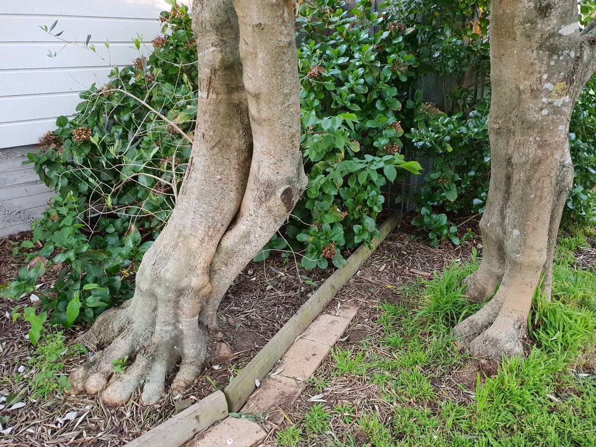 Micheline Robinson On Twitter These Are Two Olive Trees That