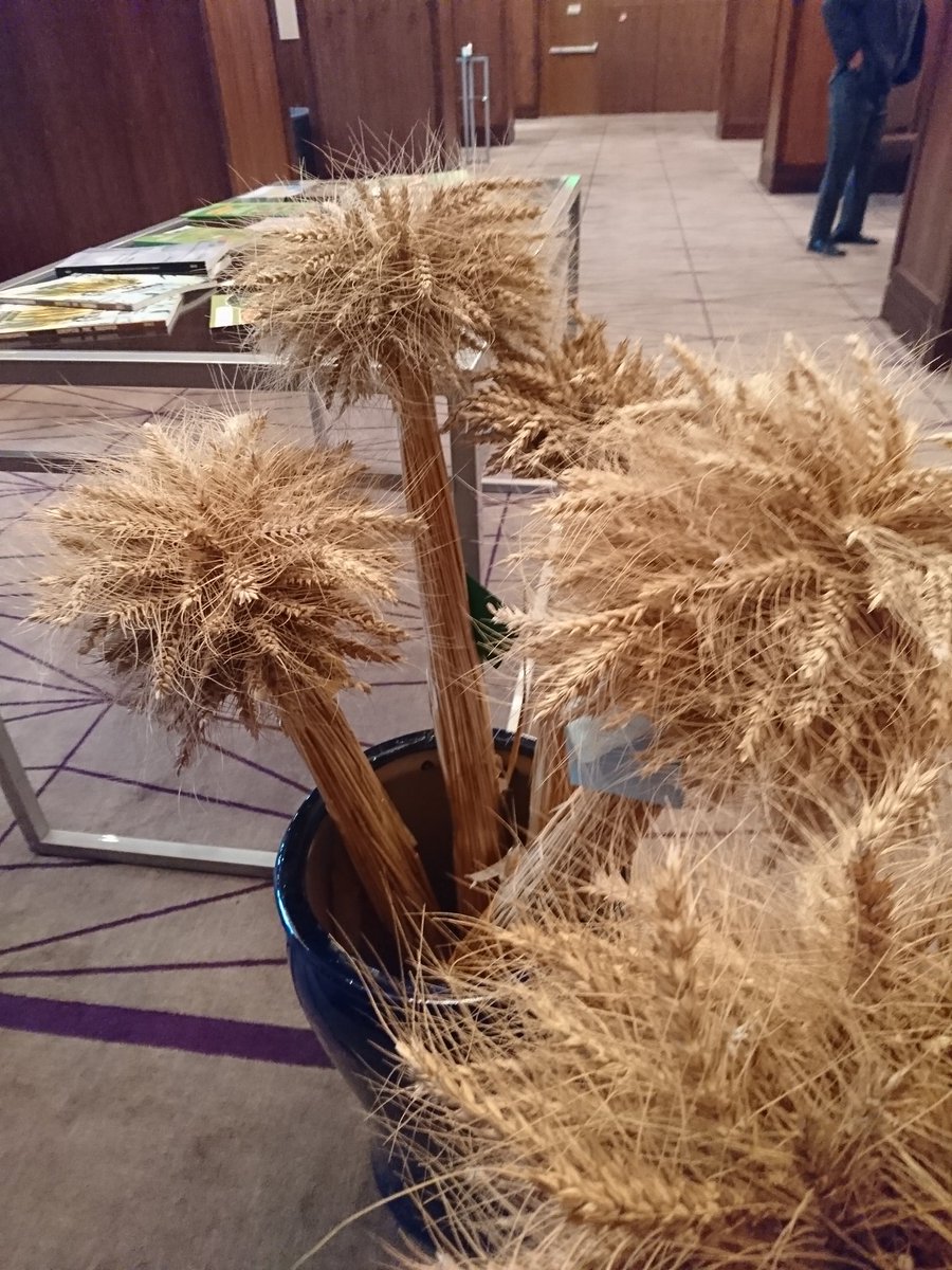 FaoOleg's tweet photo. More than 400 tons of improved varieties of wheat and 15 tons of other crops were distributed among farmers around the country by FAO Tajikistan with financial support from Austria, as reported at the final project's workshop last Thursday. https://t.co/AwwbuEc90a