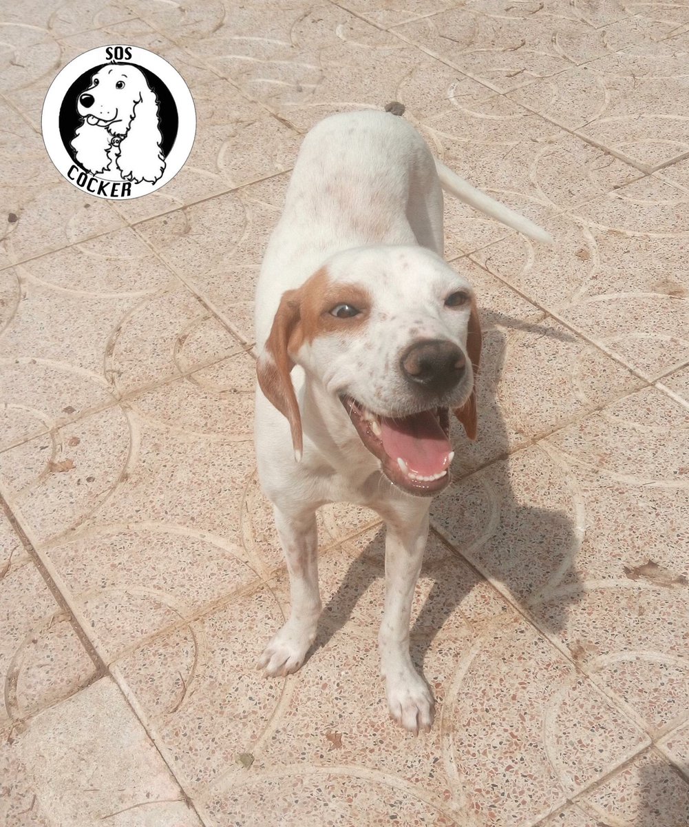 Soscocker's tweet photo. #Difunde #difusion #AdoptarTeCambiaLaVida #Soscocker #AdoptaConElCorazón #AdoptADog #Difunde #apadrina #padrinos #viajar #viajesolidarios #viajesolidario #Soscocker#Adopta #AdoptaCockers #NoCompresAdopta #UnCockerEnTuVida
#LosAmigosNoSeCompran #SalvandoVidas https://t.co/wCnZAEKwox
