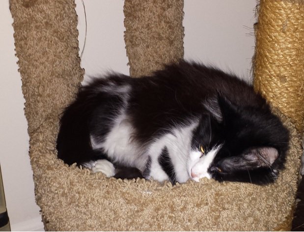 Zany_Janie's tweet photo. Miss Luna is wonderfully comfy ^_^ #Meow #KittyLuv #Cozy https://t.co/pReXc7KKBD