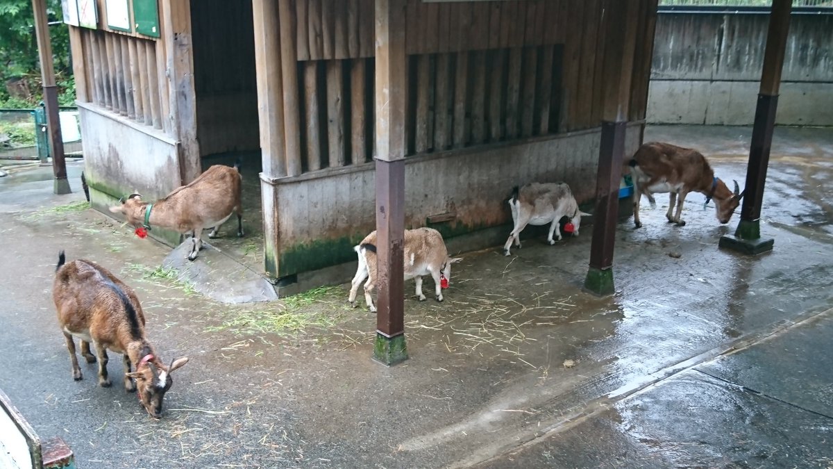 あなたはヤギね あなたはヤギね