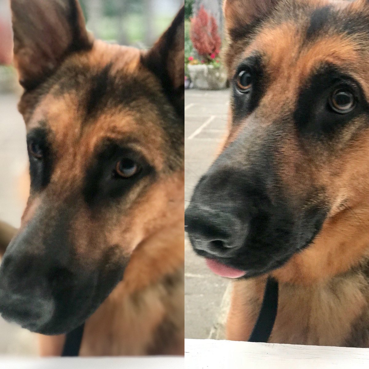 MaisieTpd's tweet photo. Chilling out #happydog #LivingWithPurpose #GSD #BeHappy https://t.co/gos0TZ2wQi
