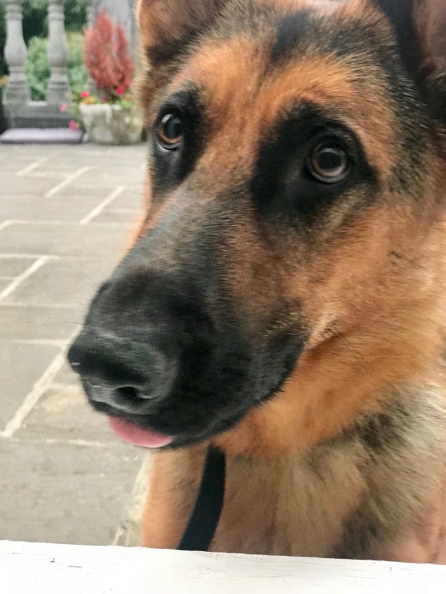 MaisieTpd's tweet photo. Chilling out #happydog #LivingWithPurpose #GSD #BeHappy https://t.co/gos0TZ2wQi