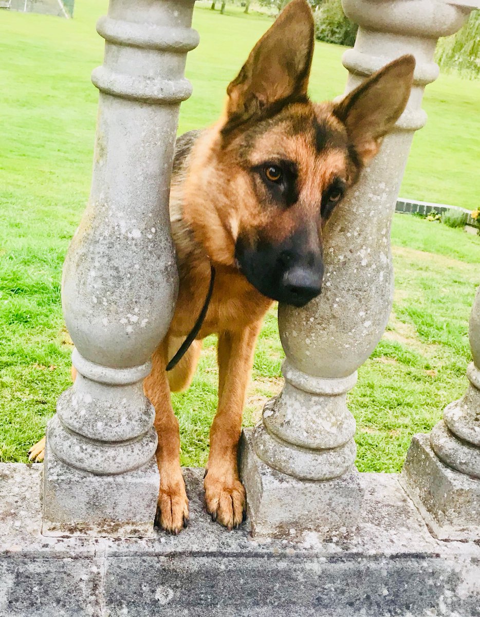 MaisieTpd's tweet photo. Chilling out #happydog #LivingWithPurpose #GSD #BeHappy https://t.co/gos0TZ2wQi
