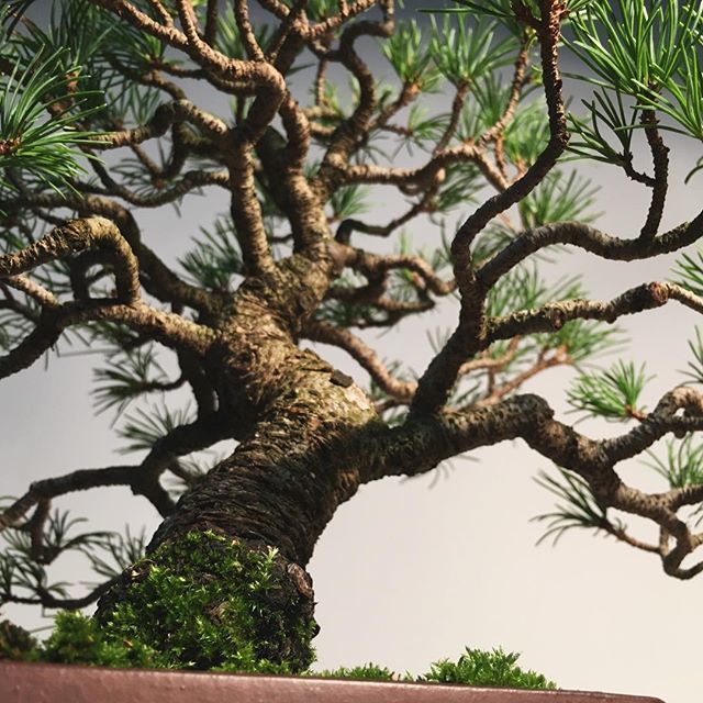 YaocaP's tweet photo. #五葉松 #盆栽 #植物 #bonsai #plants https://t.co/uXrqJpF698 https://t.co/hSe8y2RTG2