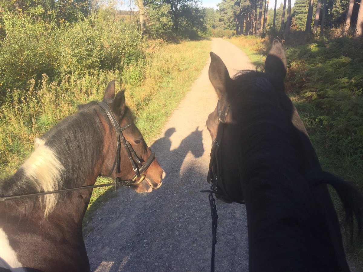 KempKatherine's tweet photo. What sundays are all about! Now a little snooze.... https://t.co/1uOSycVjaQ