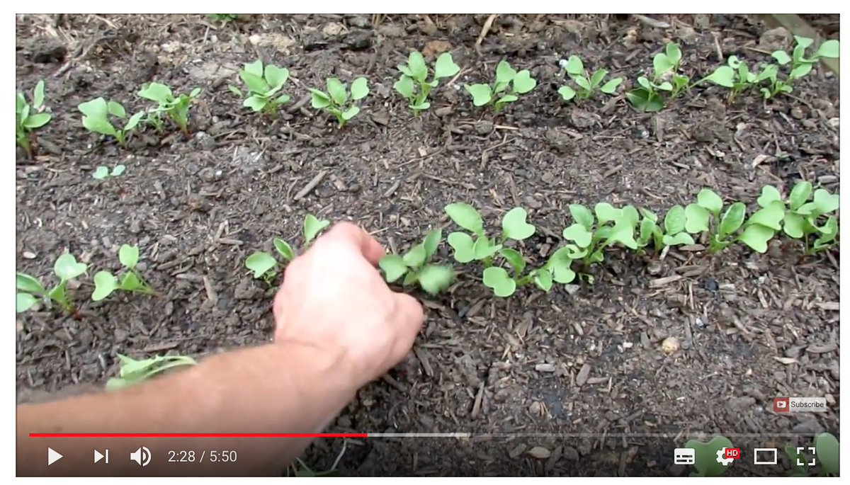 vegetabox's tweet photo. Come to our website to enjoy the last #Video on "How to cultivate organic #carrots "🥕 https://t.co/kDOPpLz135