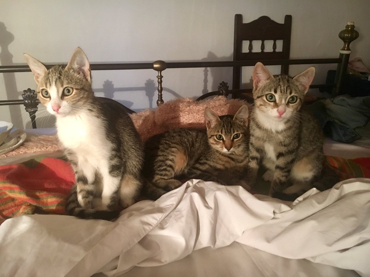 PureFoodTravel's tweet photo. 😻Amazing cats of Sifnos. On my way home soon. Can’t wait to pet my cat brothers Tommie &amp; Teddie. Check https://t.co/Oc5btLFBec for more pics! https://t.co/i1jLR3Pvu1