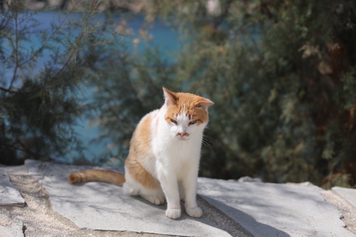 PureFoodTravel's tweet photo. 😻Amazing cats of Sifnos. On my way home soon. Can’t wait to pet my cat brothers Tommie &amp; Teddie. Check https://t.co/Oc5btLFBec for more pics! https://t.co/i1jLR3Pvu1