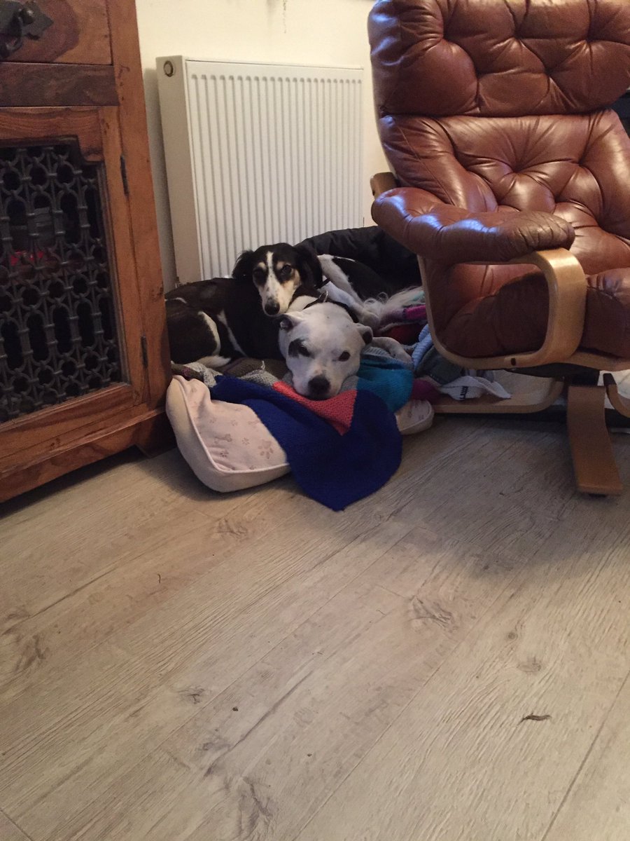 killer_empress's tweet photo. Pillow is back . One is so happy 🐾🐾👅 https://t.co/Bx1jK0njnk