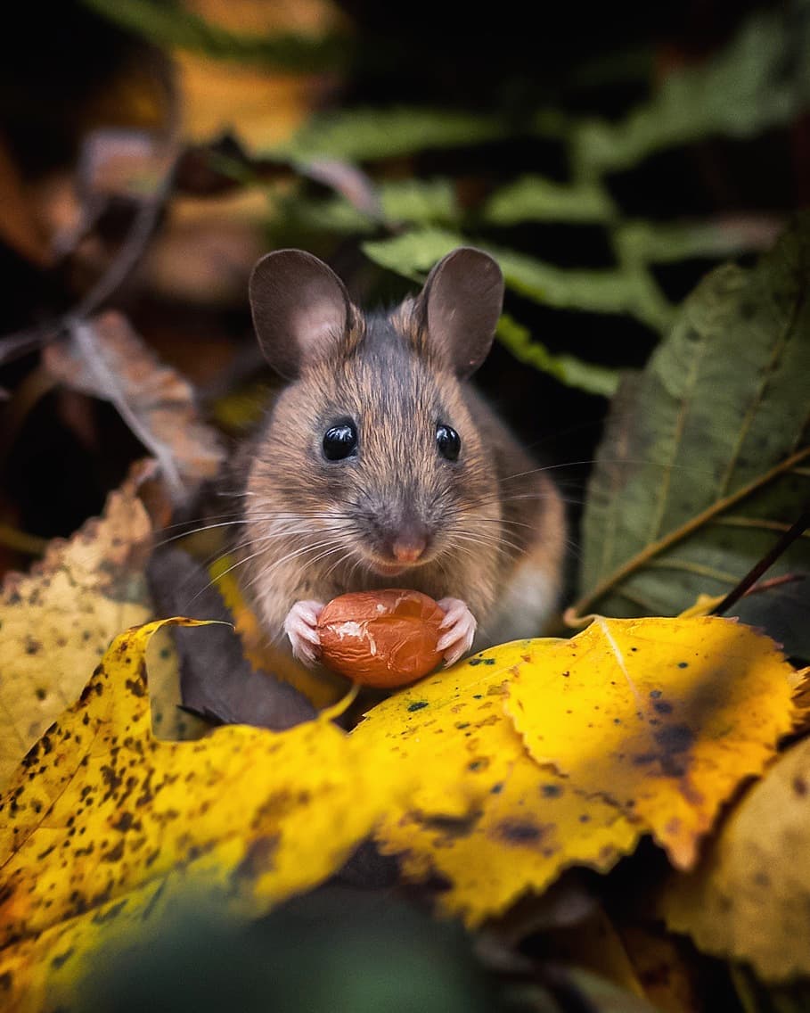 Morning snack 🐭🌰🍁 (📸: by Ossi Saarinen)