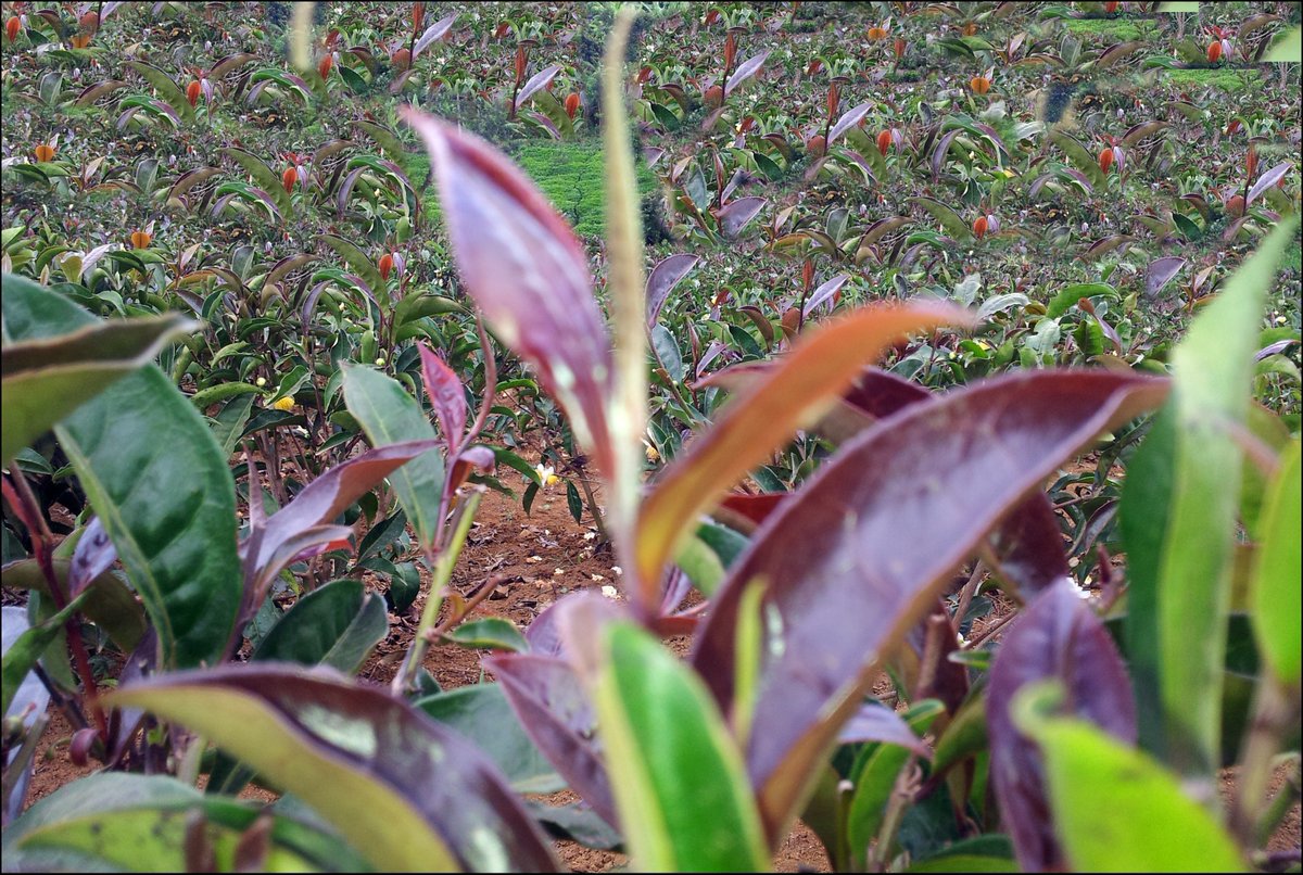 DiscoverMeru's tweet photo. A type of tea namely the Purple tea which is characterized by purplish colour on its leaves and stalk is well promoted in Meru County with over 1.4 Million seedlings having been sold and/or distributed for free to farmers.
#InvestMeru #KaribuMeru #IncredibleMeru #TwendeMeru https://t.co/RpkhVLyCtA