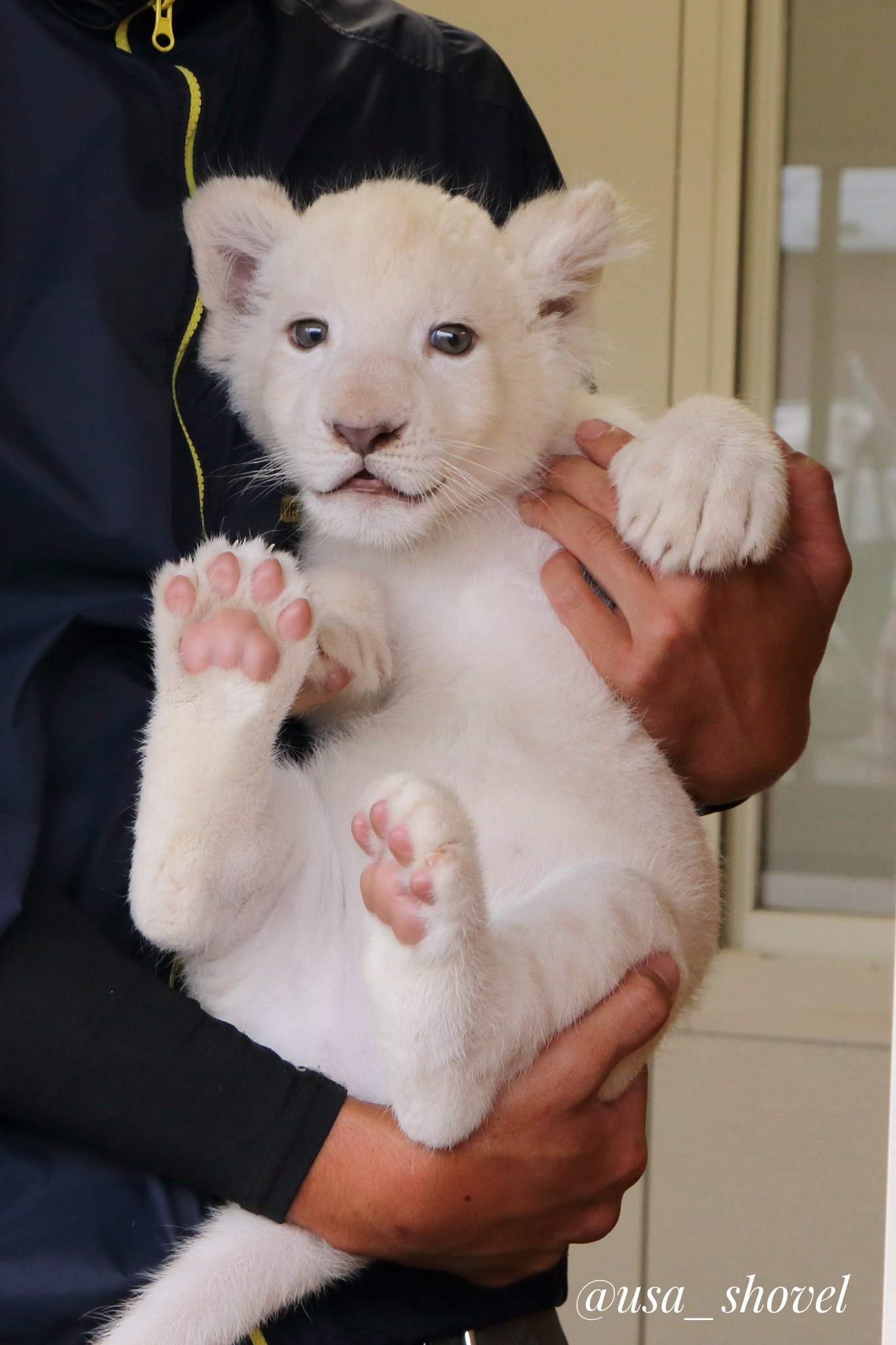 うさショベル もふ リズムちゃん公開でさっそく会いに行ってきました まるで ぬいぐるみがころころ遊んでるよう 散歩デビューが楽しみです 東北サファリパーク リズムちゃん ホワイトライオン 赤ちゃん T Co 5b6efybi5u Twitter
