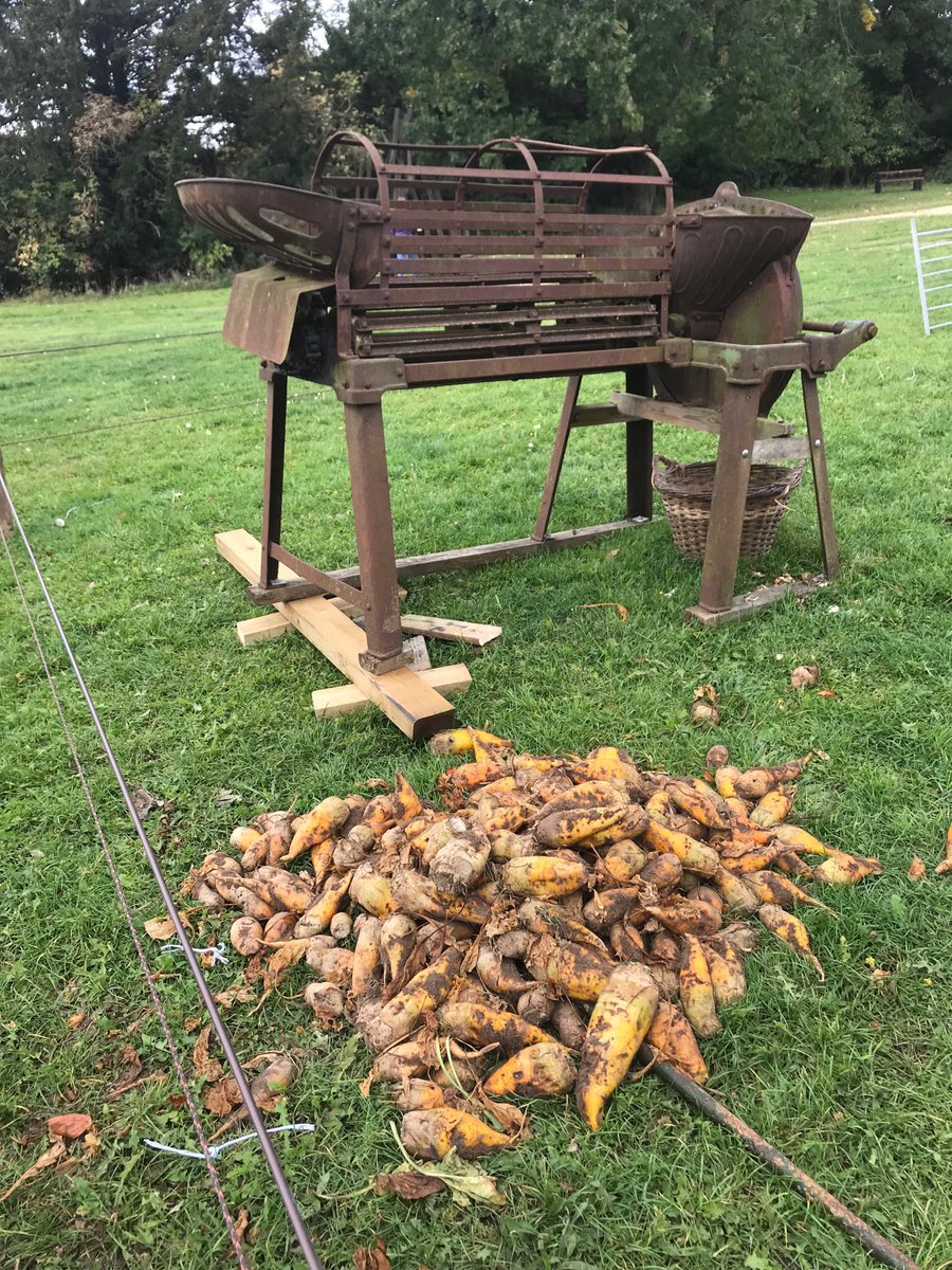 All set for a fun Horse Power Day at Gressenhall. First attraction - jolly fine pile of turnips