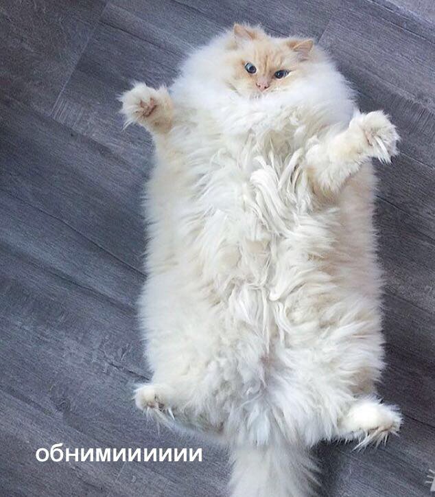 _veubdfhf's tweet photo. @Mori_artyme Привееееееееееет, цветочек🌺
Я тебя тоже очень люблю https://t.co/fMPhbSmkkm
