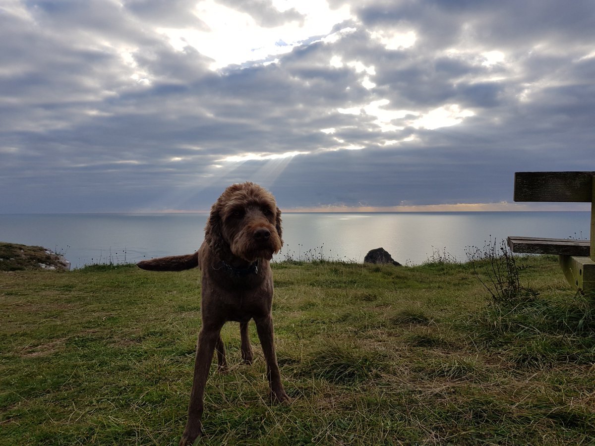 BrixhamCottages's tweet photo. Lovely #Brixham coastal dog walk this morning. Love the suns rays stretching through the clouds into the sea. Browse https://t.co/YQwwqrh0GW for a great range of #holidaycottages  #discovergoodtimes #dogfriendly #shortbreaks #outofseason #seaair #coastalwalks https://t.co/XWxspTqGhW