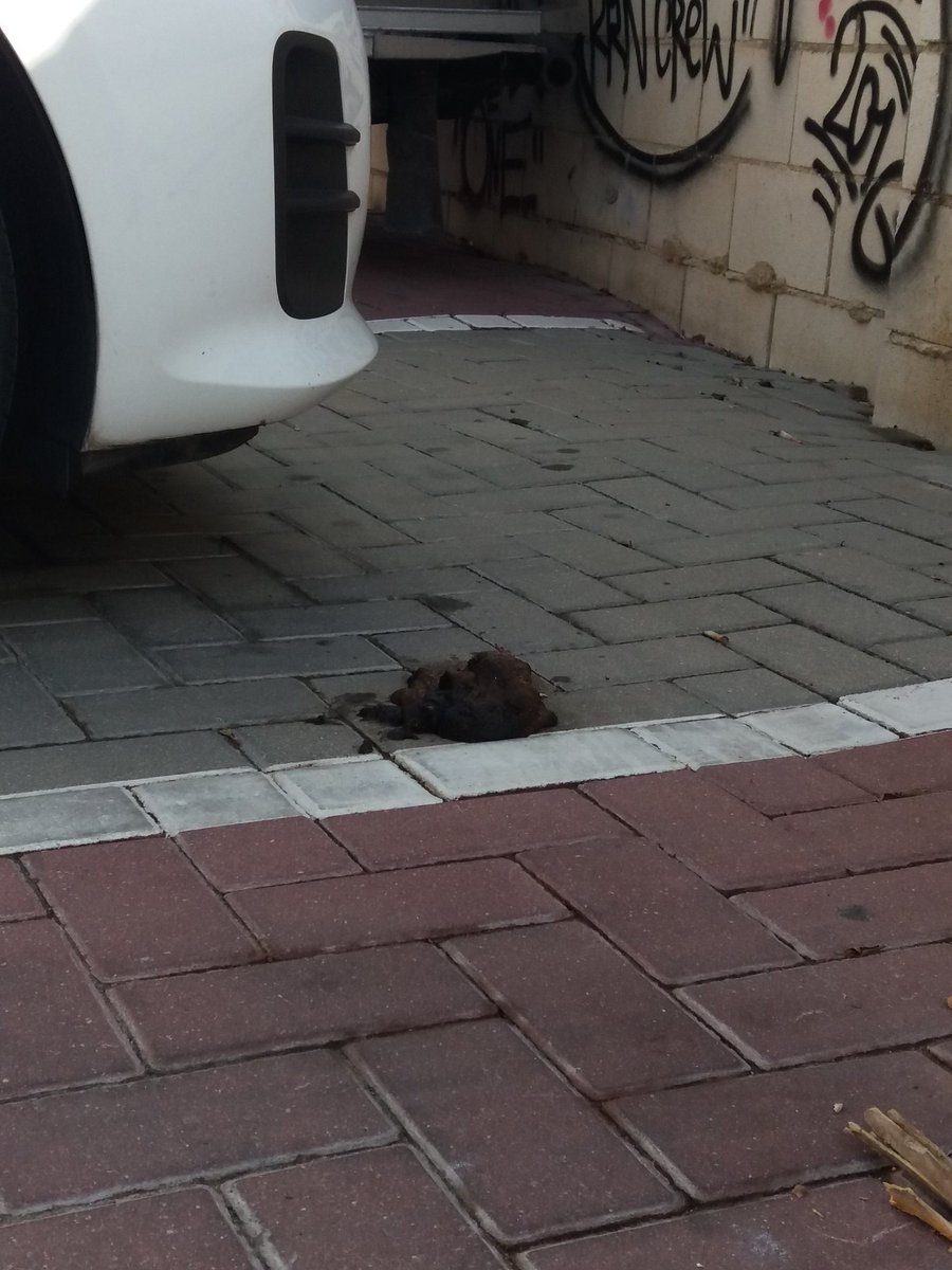 FelinaJerez's tweet photo. @AytoJerezPrensa La salubridad y malos olores de los de 2 patas. Cansadas del acoso vecinal a las gestoras de colonias y de la falta de quejas y atención a esto. #postbotellonenjerez https://t.co/JgBhzMK52i