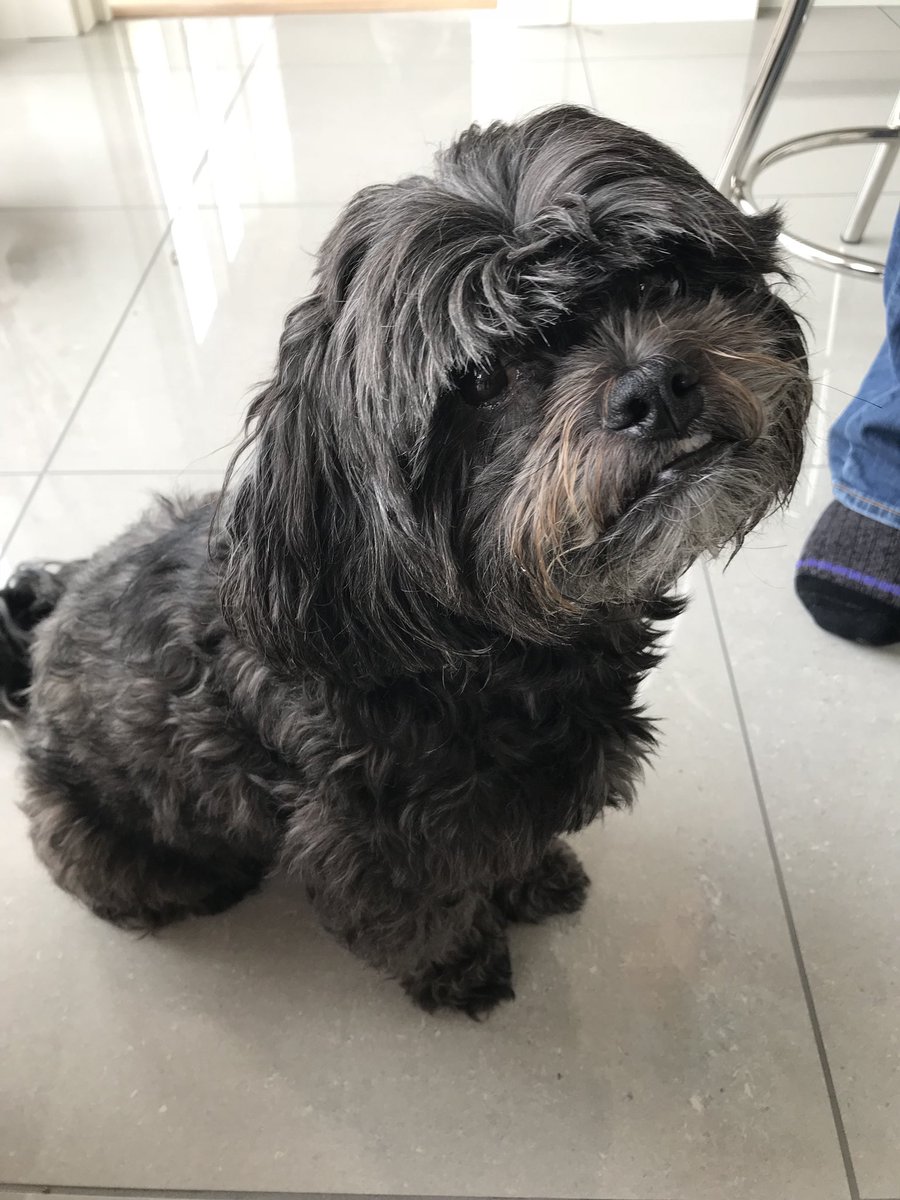 Bollidog's tweet photo. Today I’m missing Maddy ❤️ https://t.co/WkYevaYi1X