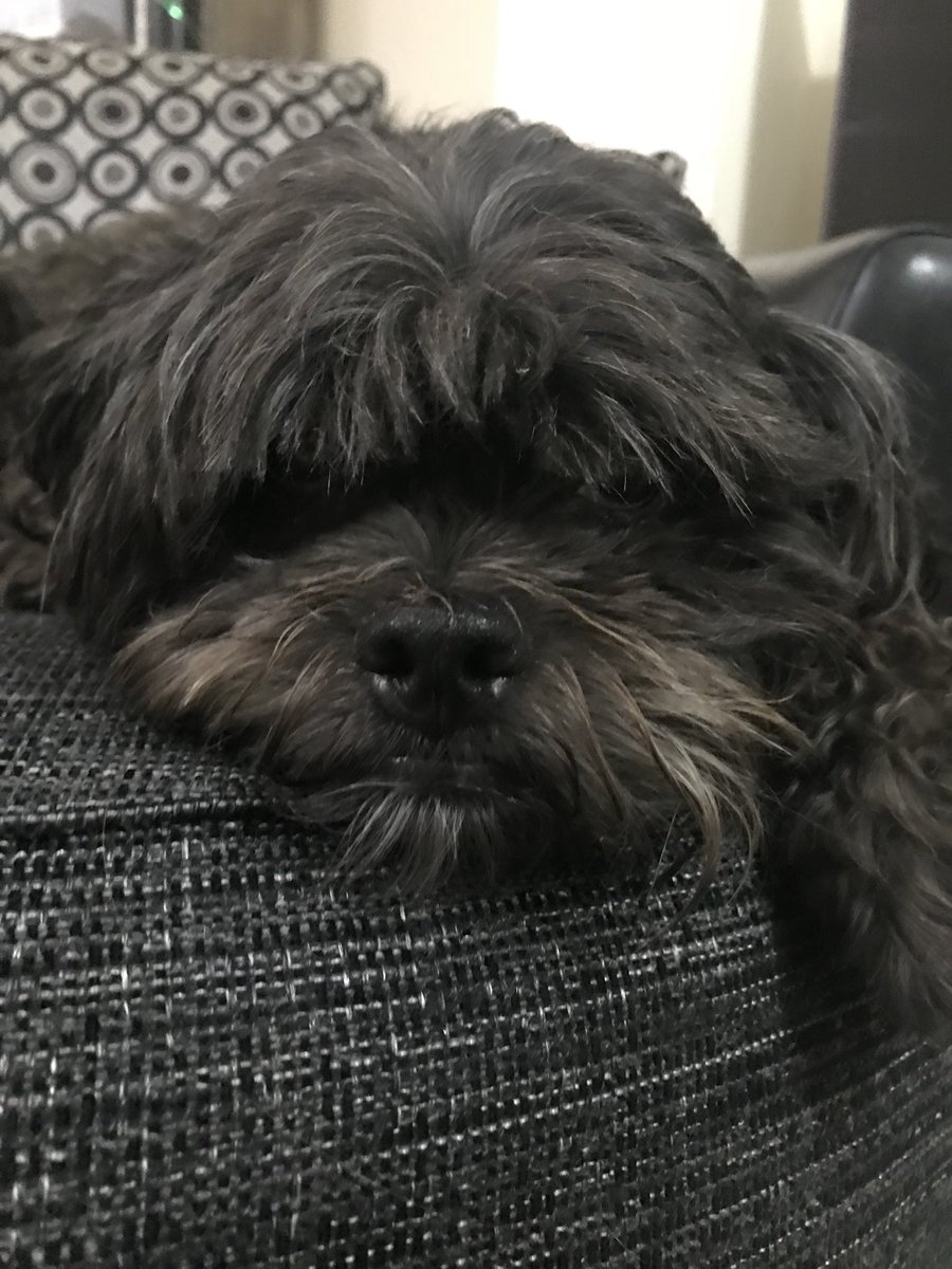 Bollidog's tweet photo. A day dreamy kinda day!  
#shoodle
#SundayMorning https://t.co/VYPxE4D39p