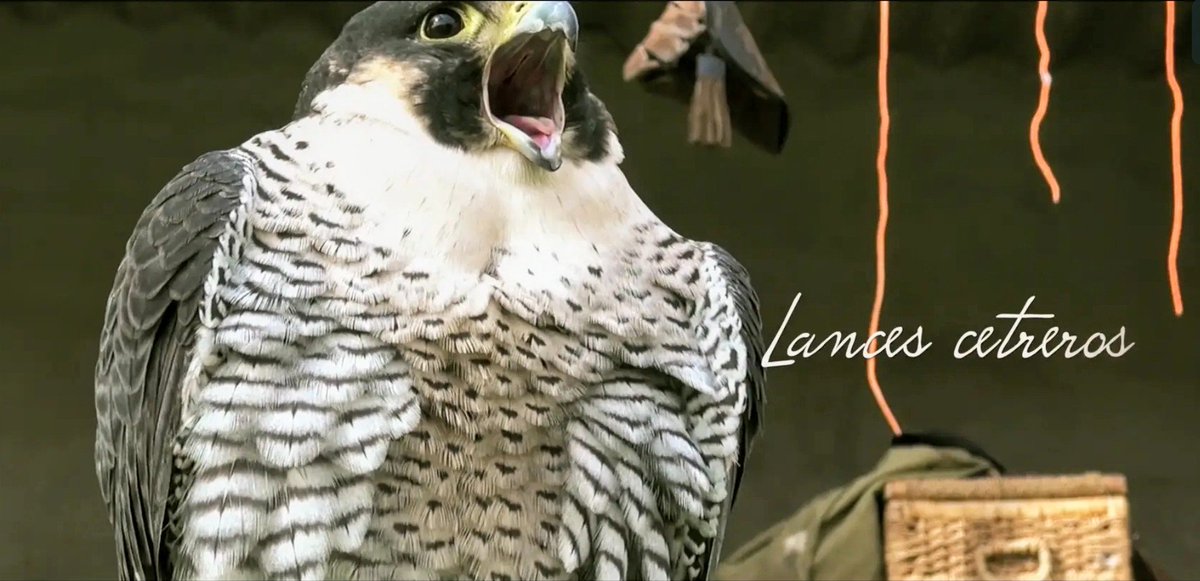 eaglecam_es's tweet photo. LANCES CETREROS CON PEDRO SÁIZ
Nos desplazamos a Moncalvillo de Huete, feudo de Pedro Sáiz Flores, 6 veces campeón de España para contemplar, compartir y disfrutar de una jornada de lances cinegéticos que sin duda serán de lo más atractivas.
https://t.co/WpUgzfT8Qq https://t.co/EJVrGiKylV