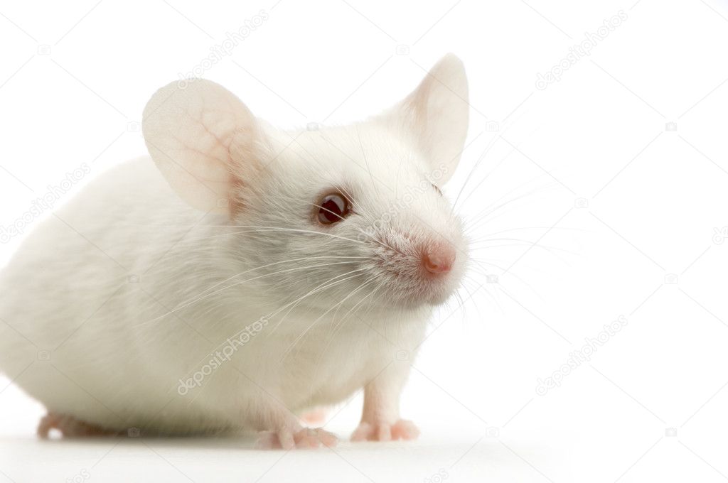 Witte Muizen Poule 6 oktober @ vvseh.nl/nieuws/940/wit… #vvSEH #wittemuizen #poule #doemee