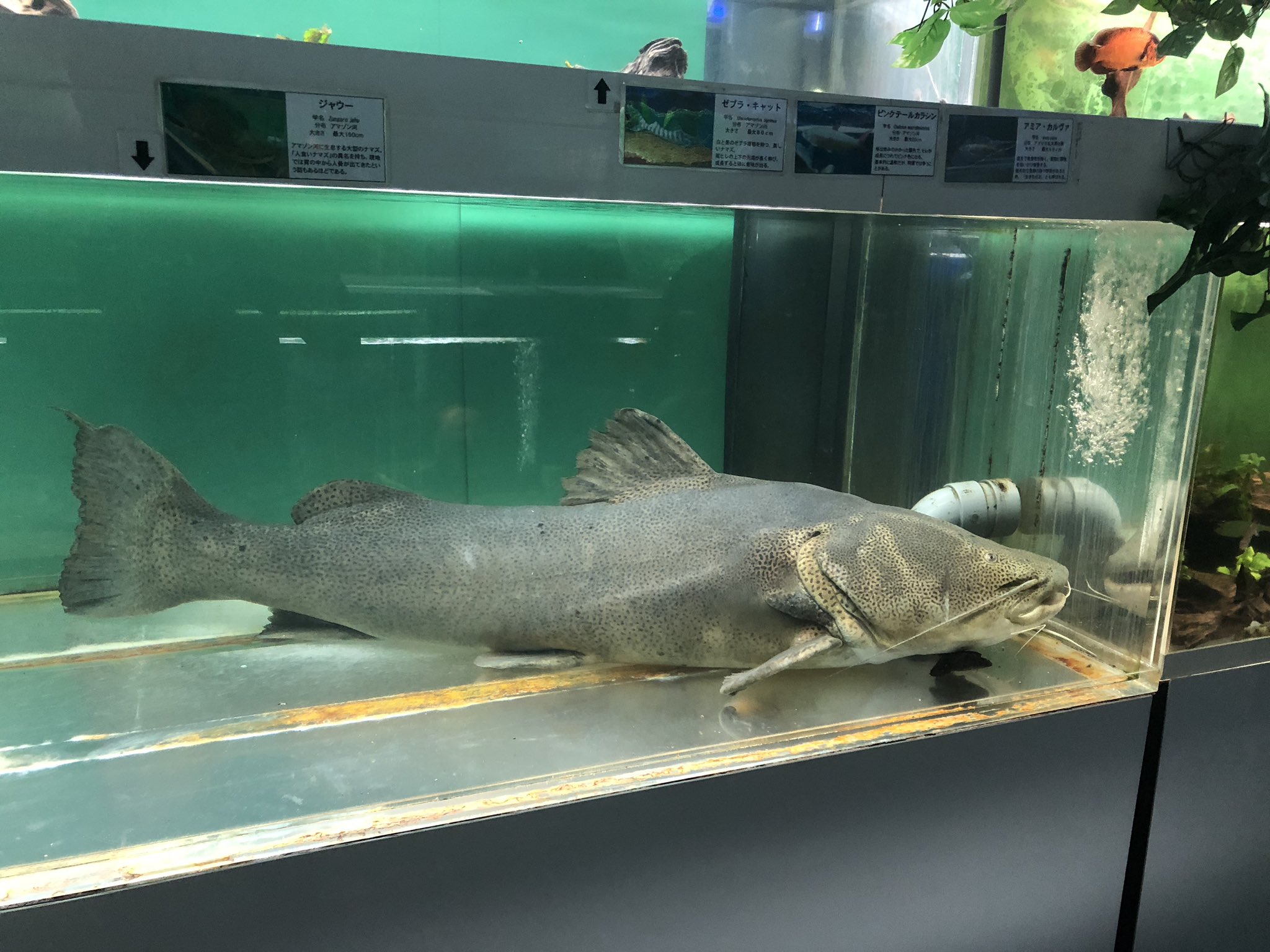 すずき 約900種類 5万匹の観賞魚を生息地別に展示する東京タワー水族館 いわゆる観賞魚という雰囲気の色鮮やかな小型熱帯魚以外に ナマズなど1メートル近い大型魚の姿も目立っていた 日本庭園風の優雅な展示も T Co Rl6wbdd0i3 Twitter