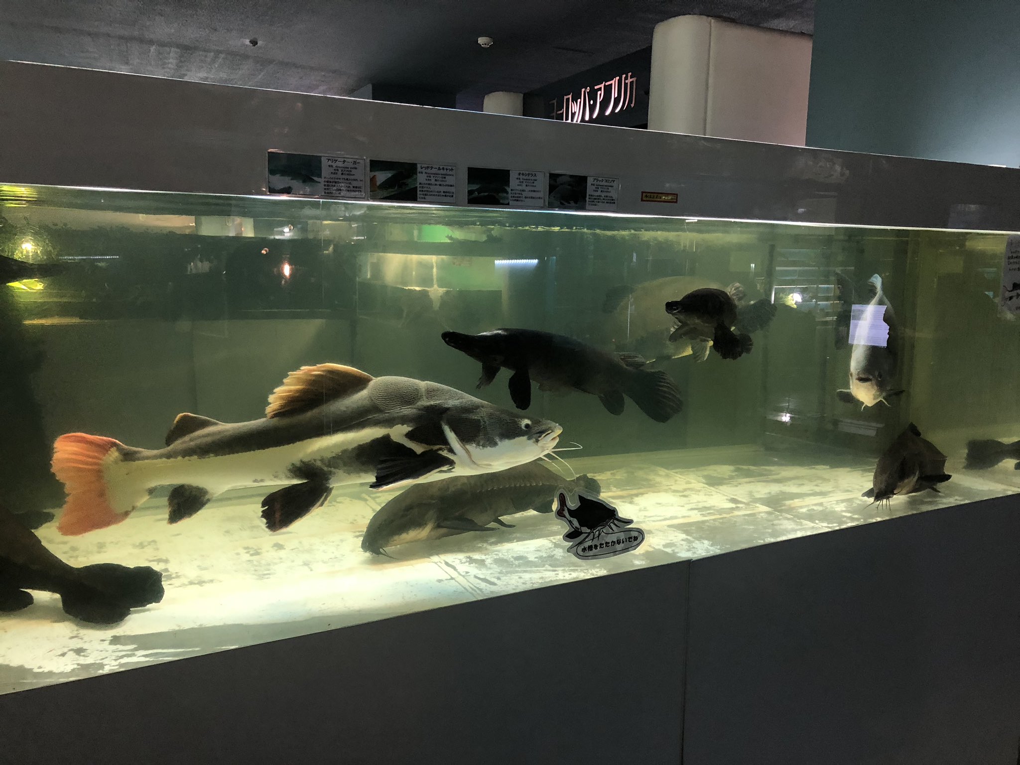 すずき 動くグラフ Twitterissa 約900種類 5万匹の観賞魚を生息地別に展示する東京タワー水族館 いわゆる観賞魚という雰囲気の色鮮やかな小型熱帯魚以外に ナマズなど1メートル近い大型魚の姿も目立っていた 日本庭園風の優雅な展示も すずき 動くグラフ Twitterissa 約900種類 5万匹の観賞魚を生息地別に展示する東京タワー水族館 いわゆる観賞魚という雰囲気の色鮮やかな小型熱帯魚以外に ナマズなど1メートル近い大型魚の姿も目立っていた 日本庭園風の優雅な展示も