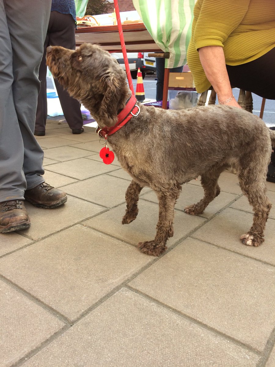 trudydavies1964's tweet image. Sun shone for us. Thanks all who came &amp;amp; showed your support &amp;amp; to see whats planned for #Llanidloes #TurnTheTownRed for remembrance 
#CountdownToPeace 
#PoppyAppeal #LestWeForget #BritishLegion #charitygiver #IAA18 @betterRetailing #NFRN @NFRN_Online @IAAcademy @retailexpress