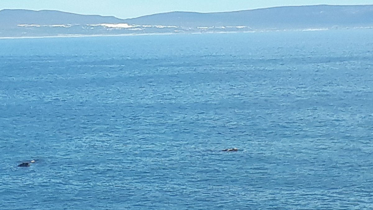 SobAlert's tweet photo. Much fun and laughter at the @capewhalecoast and the #HCWF.
A slice of heaven is watching whales and enjoying the spicotta salad @ColCacchio in #Hermanus 
#bioimmunity 
#healthylifestyle https://t.co/qXKvufPqFO