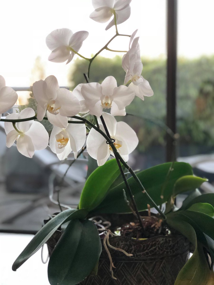 vegetabox's tweet photo. Hey my gardeners !! After one year of success, we created a new #box for home #gardeners, The Orchid box 🌱 Take care of your favorite #plants at home ! Who want to test it ? 😃 https://t.co/EJX7zrXFK1