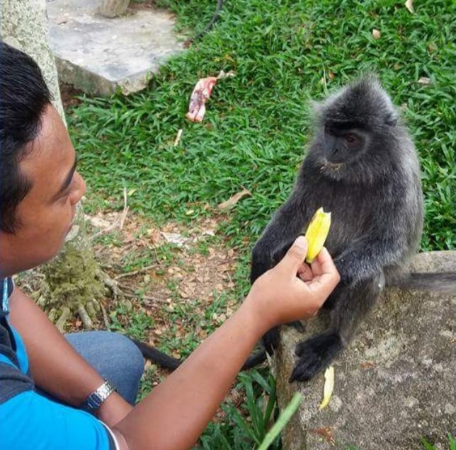tripadvisorkl's tweet photo. Hey, i want to eat?😎😎😎
#monkey_feeding
https://t.co/FHsJHmjMf8
#citytour
#tourtransportation
#traveltransport
#sightseeing
#kualalumpur
#penang
#langkawi
#cameronhighlands
#airporttransfer
#personaltourguide
#travelandtour
#tourism
#malaysia https://t.co/ByR5ZpOAMT