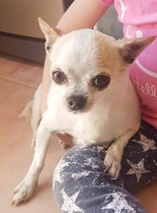 SosAbuelos1's tweet photo. #PERDIDAAAAAA EN PILAS (SEVILLA) POR LA ZONA DE LA FERIA. CON CHIP. SU FAMILIA ESTÁ DESESPERA BUSCÁNDOLA
ALGUIEN LA HA VISTO O RECOGIDO?? POR FAVOR QUE SE PONGA EN CONTACTO CON ELLOS; 663150182/ 637192414
Se llama Piper, tiene 9 años
https://t.co/QCUEwx5Wkw https://t.co/kIT79fDxoe
