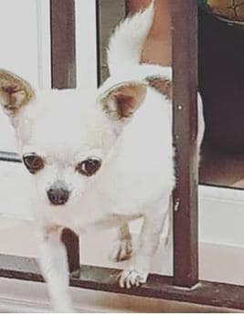 SosAbuelos1's tweet photo. #PERDIDAAAAAA EN PILAS (SEVILLA) POR LA ZONA DE LA FERIA. CON CHIP. SU FAMILIA ESTÁ DESESPERA BUSCÁNDOLA
ALGUIEN LA HA VISTO O RECOGIDO?? POR FAVOR QUE SE PONGA EN CONTACTO CON ELLOS; 663150182/ 637192414
Se llama Piper, tiene 9 años
https://t.co/QCUEwx5Wkw https://t.co/kIT79fDxoe