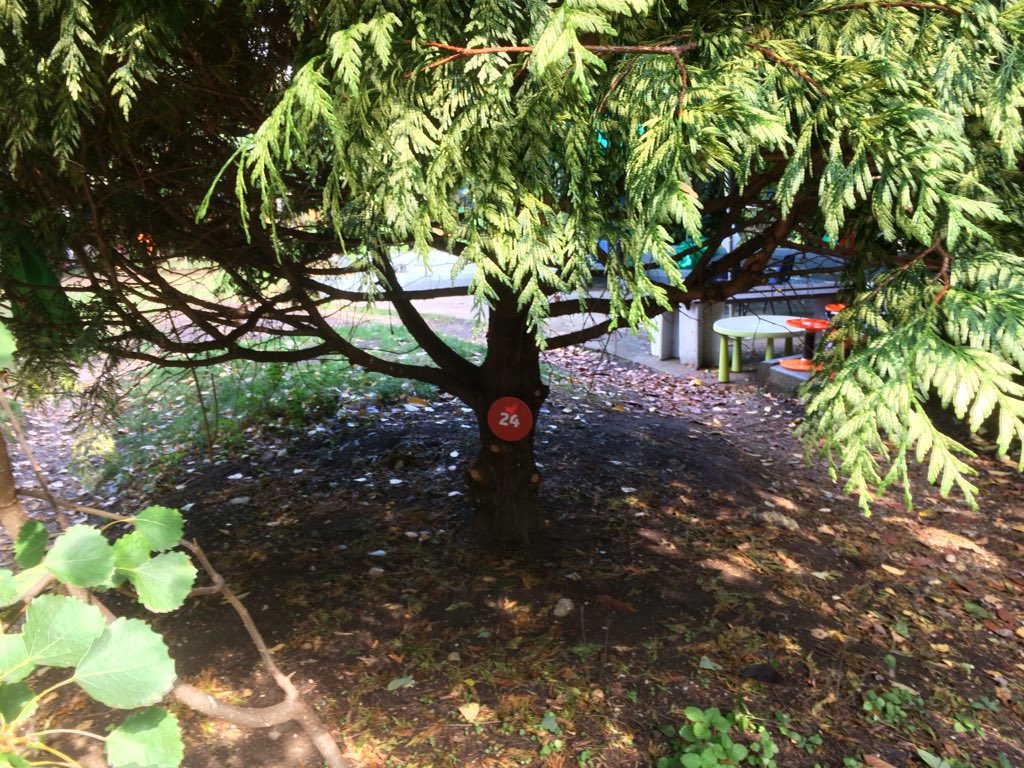 oldtidemillgrdn's tweet photo. #LewishamCouncil say they are only demolishing 36 trees at #Tidemill, but it’s more than 70! Come and see all the trees they want to demolish today in the garden @Deptfordx 1-6pm! https://t.co/q8NxDg6euP