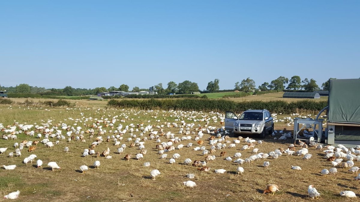 FosseMeadows's tweet photo. Sunday morning ranging across #wildflower rich fields &amp; hedgerows...#veryfreerange #veryslowgrown #81days #Leicestershire - We're at #LondonFarmersMarkets today for our #highlyrecommended #fresh #Fossechicken - for #delicious #roasts #quality #provenance https://t.co/j457ukcbJN