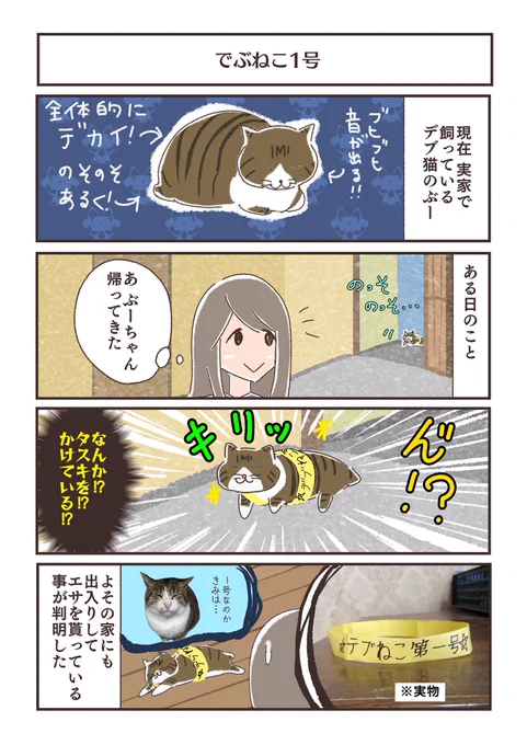 2号いるの? #タマラんちの猫 #猫 #デブ猫 #タスキ 