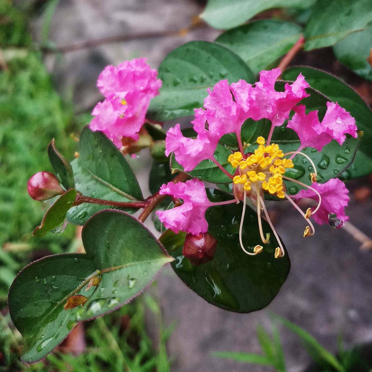 kanokvanp's tweet photo. #naturelovers #FlowerReport #flowerstagram https://t.co/aXuo3uA3sT